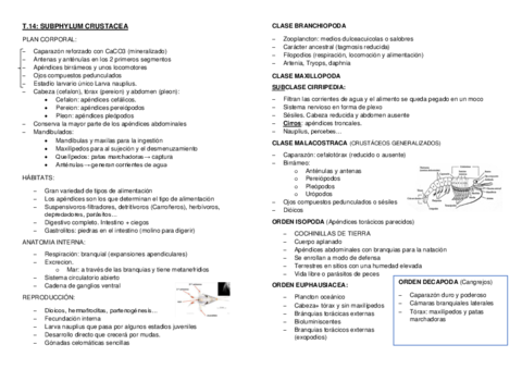 Tema-14.pdf