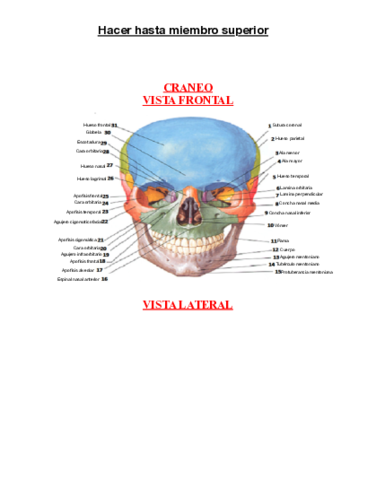 Laminas-sistema-musculoesqueletico.pdf