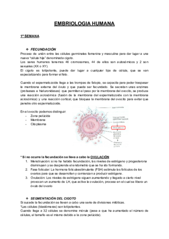 U3-Apuntes-embriologia.pdf