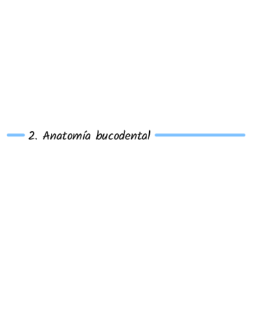 2.Anatomia bucodental