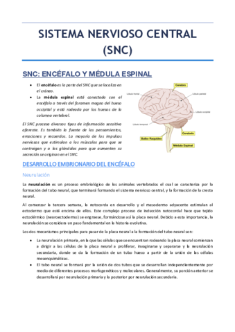 SISTEMA-NERVIOSO-CENTRAL.pdf