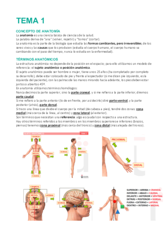 Tema-1-Anatomia.pdf