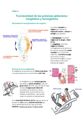 Tema-5-Funcionalidad-proteinas-globulares.pdf