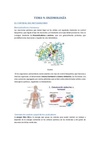 ENZIMAS.pdf