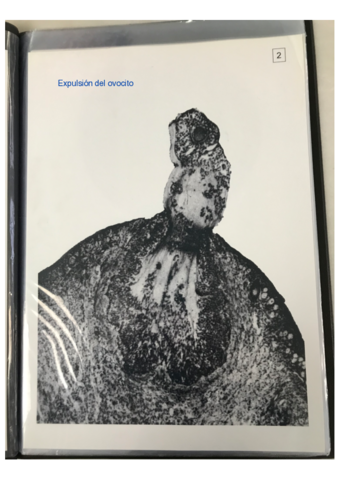 Cuadernillo-embriologia-solucion.pdf