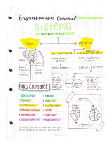 ORGANIZACION-GENERAL-SNpdf.pdf