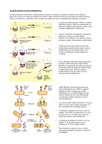 BASE-MOLECULAR-DA-HERDANZA.pdf