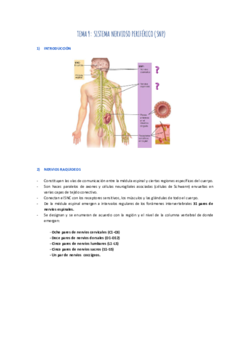TEMA-9-SISTEMA-NERVIOSO-PERIFERICO.pdf