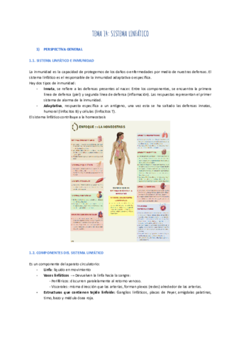 TEMA-14-SISTEMA-LINFATICO-1.pdf