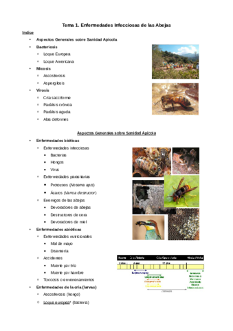 Tema-1-Enfermedades-Infecciosas-de-las-Abejas.pdf