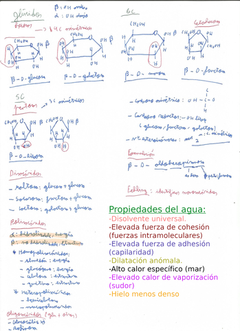 Glucidos-PAU.jpg