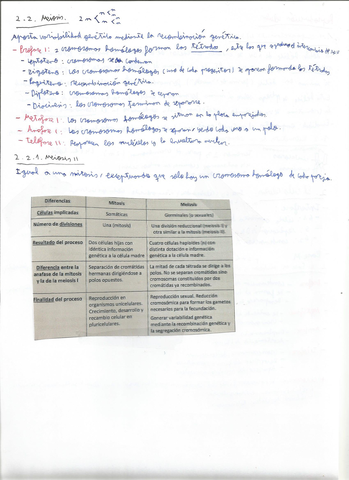 Division-celular-PAU-2.jpg