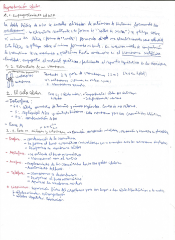 Division-celular-PAU-1.jpg