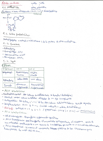 Acidos-nucleicos.jpg