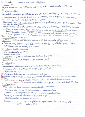 Organulos-2.jpg