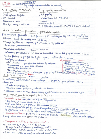 Organulos-1.jpg