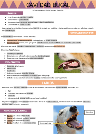 Cavidad-bucal.pdf