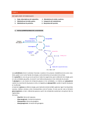 TEMA-4-BIOQUIMICA.pdf