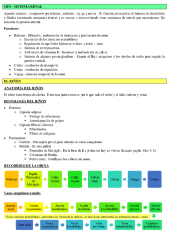 SISTEMA-URINARIO-Y-RINON-fusionado.pdf