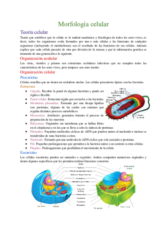Morfologia-celular.pdf