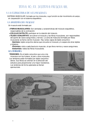 TEMA-10-EL-SISTEMA-MUSCULAR.pdf