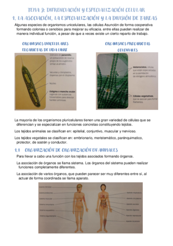 TEMA-9-Difrenciacion-y-especializacion-celular.pdf