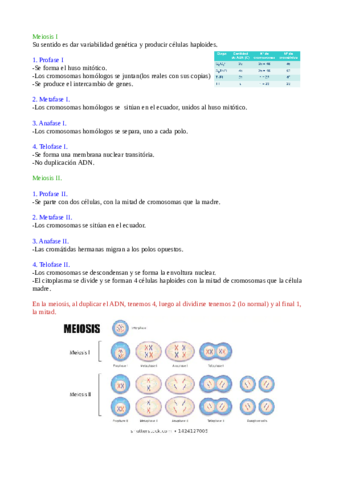 Meiosis.pdf