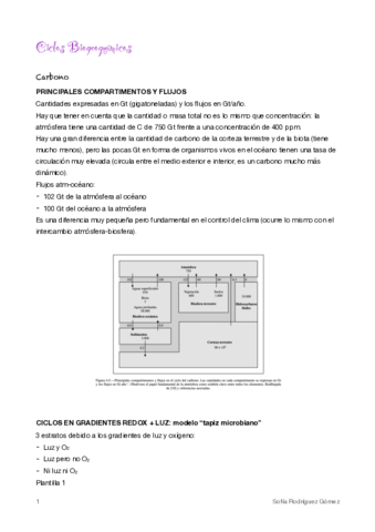 5-Ciclos-Biogeoquimicos.pdf