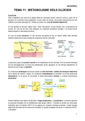 BIOQT11.pdf