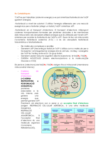 METABOLISME.pdf