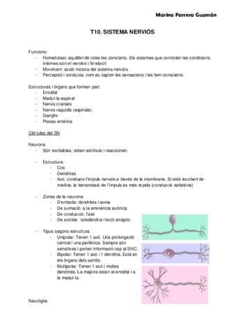 Sistema-nervios.pdf