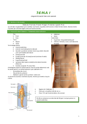 Tema-1-Organitzacio-del-cos-huma.pdf