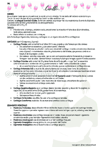 E2-Torax.pdf