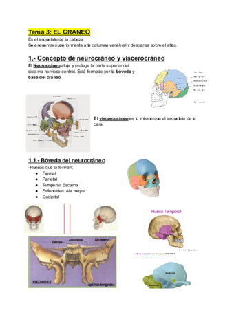 Anatomia-tema-3-el-craneo.pdf