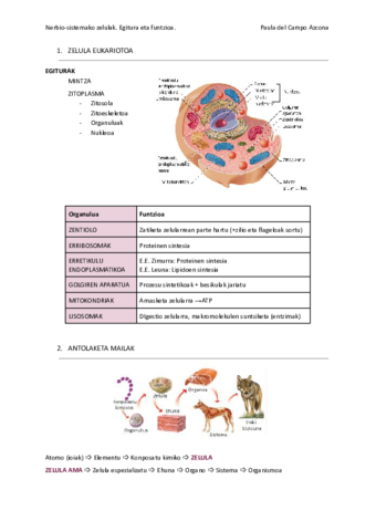 1.Nerbio-sistemako zelulak.pdf