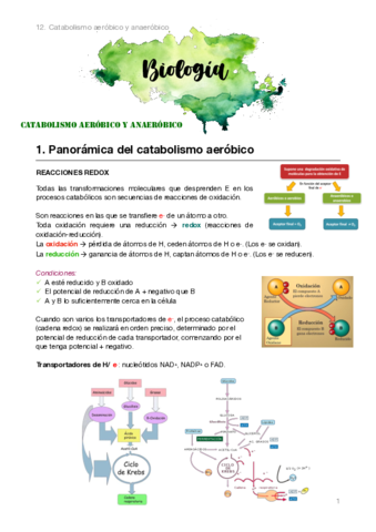Biologia-2bach.pdf