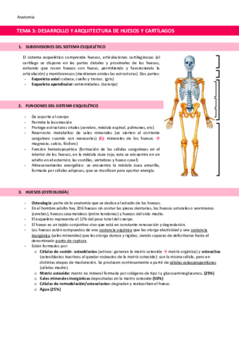 TEMA-3-Desarrollo-y-arquitectura-de-huesos-y-cartilagos.pdf