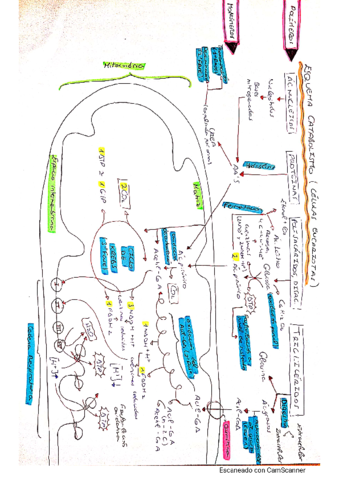 Esquema-Catabolismo.pdf