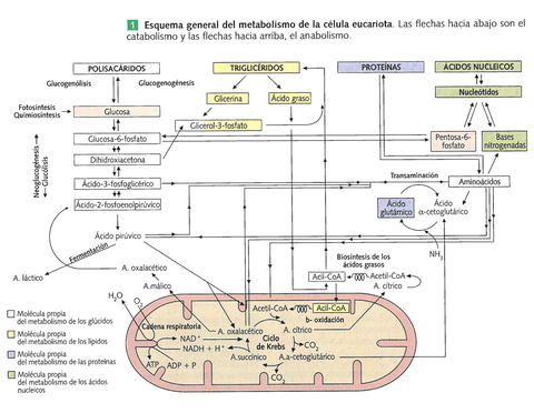 Esquema-metabolismo-completo.jpg