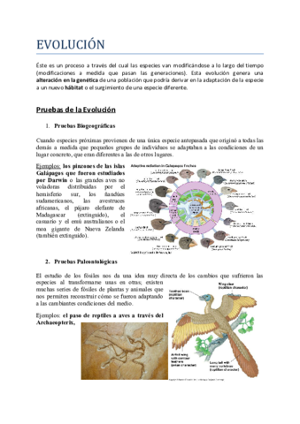 APUNTES-EVOLUCION.pdf