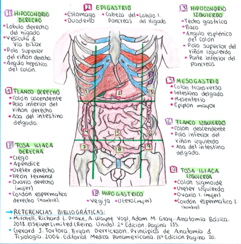 Regiones-Anatomicas.png