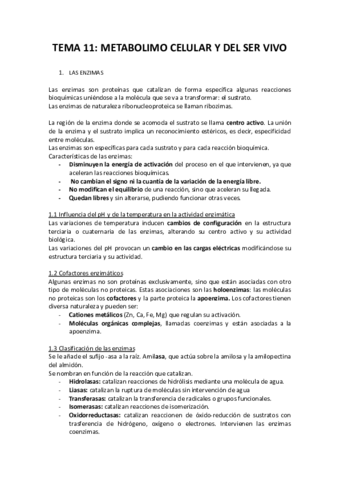 TEMA-11-metabolismo-celular.pdf