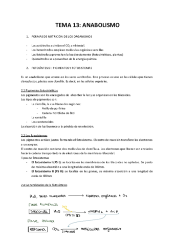 TEMA-13-ANABOLISMO.pdf