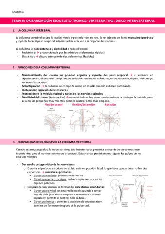 TEMA-6-Esqueleto-del-tronco.pdf