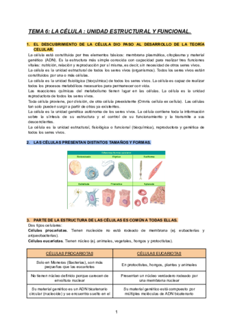 TEMA-6-BIOLOGIA.pdf