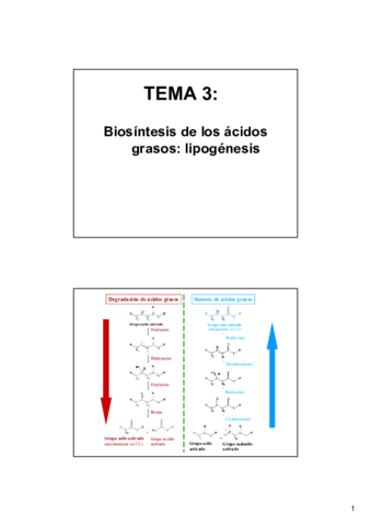 TEMA-3-METABOLISMO-LIPIDOS-PARTE-II.pdf