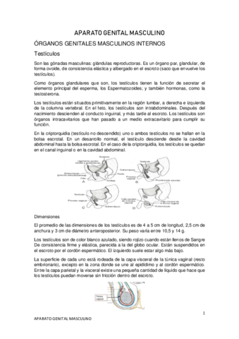 APARATO-GENITAL-MASCULINO.pdf