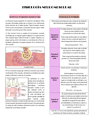 FISIOLOGIA-NEUROMUSCULAR.pdf
