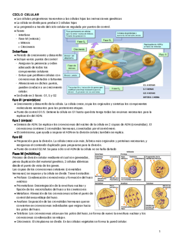 Citogenetica.pdf