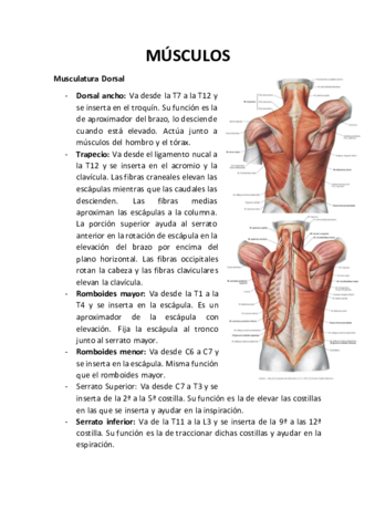 Apuntes-Musculatura-CEU.pdf